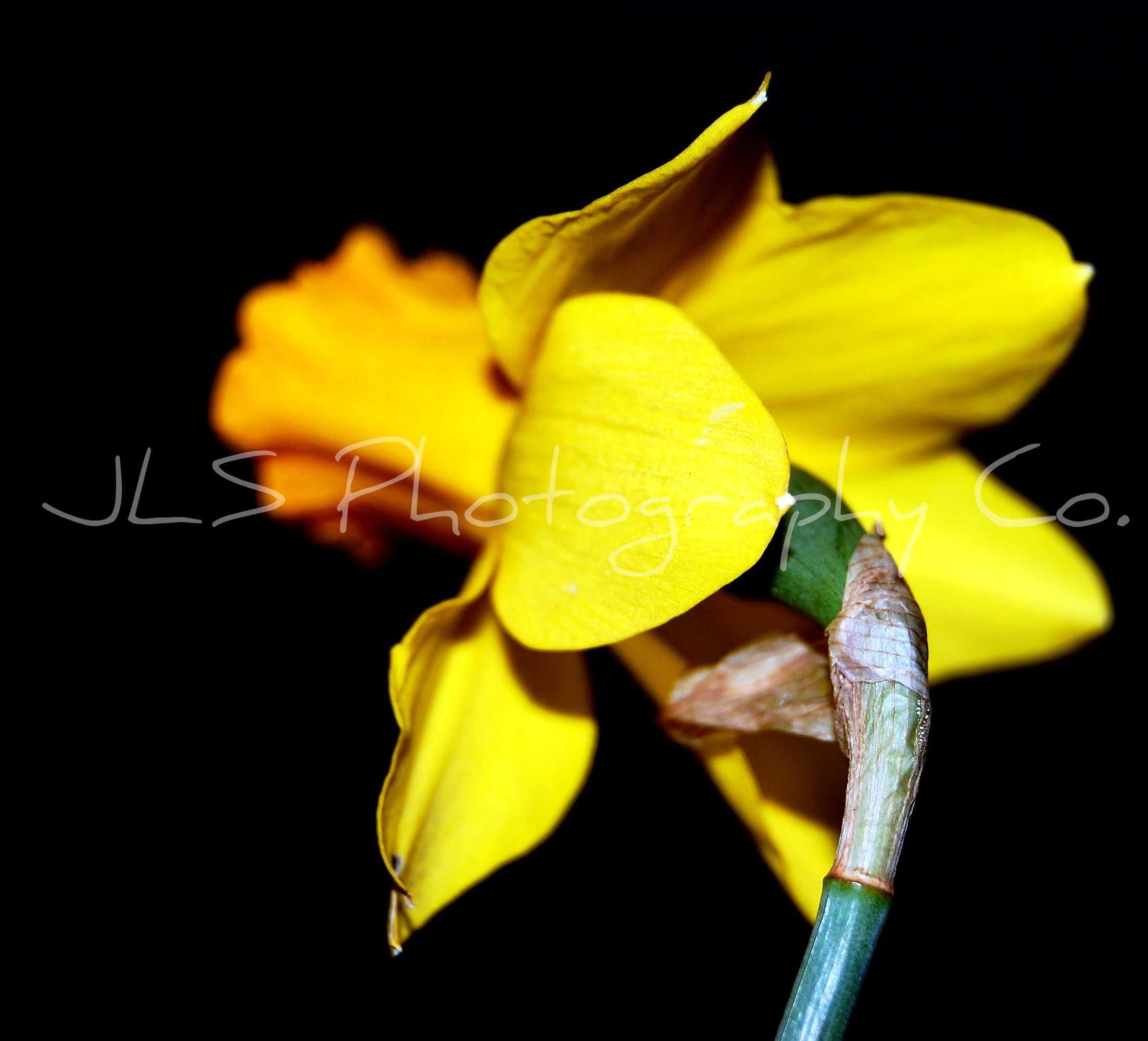 dsc_0541.jpg